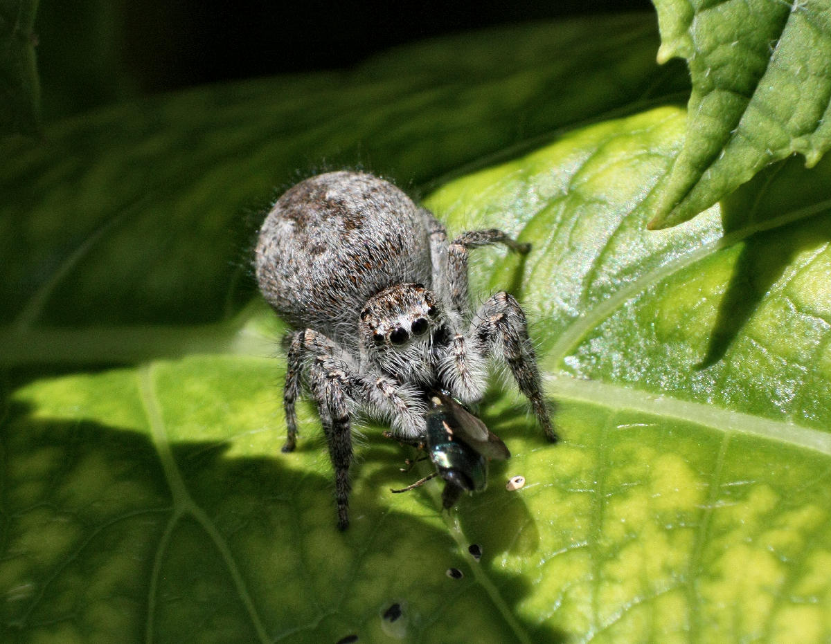 Philaeus chrysops con prede - Lesmo (MB)